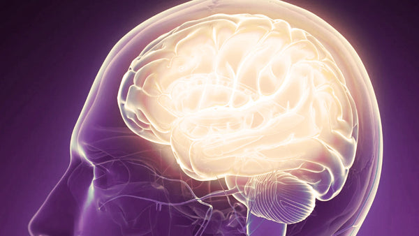 The Hidden Dangers of BCM-7 in Neurodevelopmental Disorders