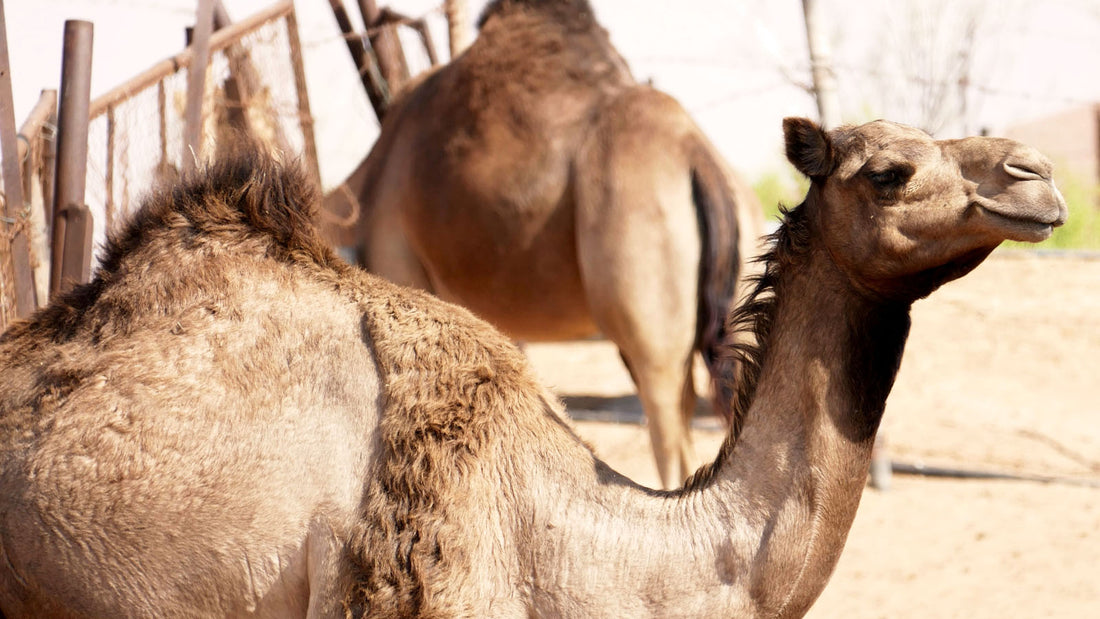 Camel Milk Price & Rating 2026: The Ultimate Guide to Buy Camel Milk