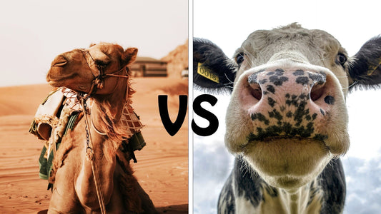 Camel Milk vs Cow Milk: 7 Health Benefits Compared
