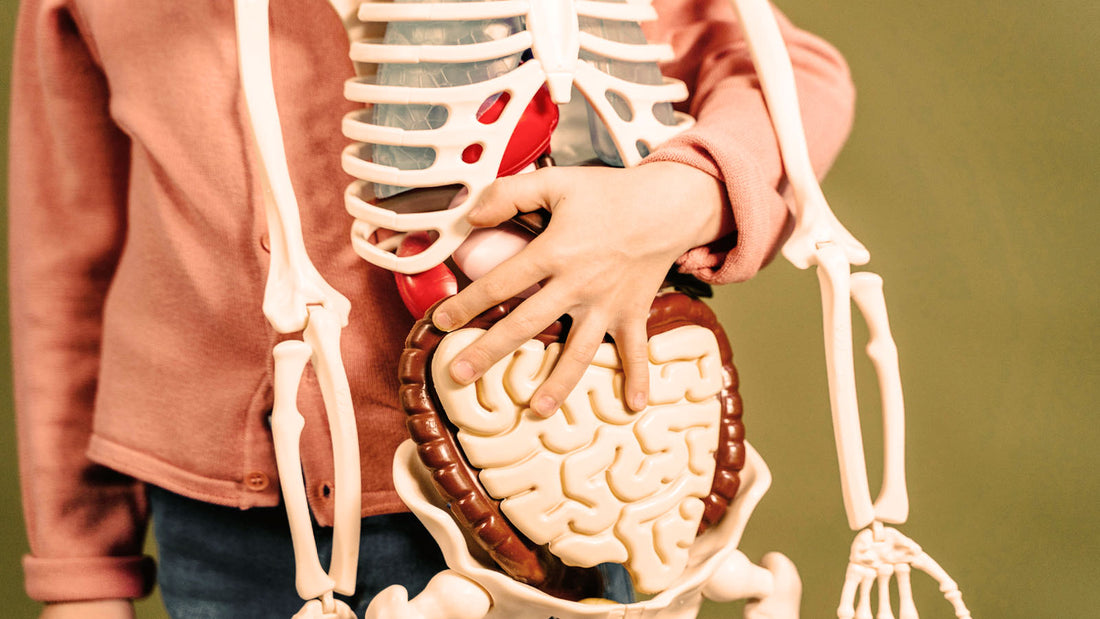 LPS Endotoxemia: The Science of Gut Inflammation