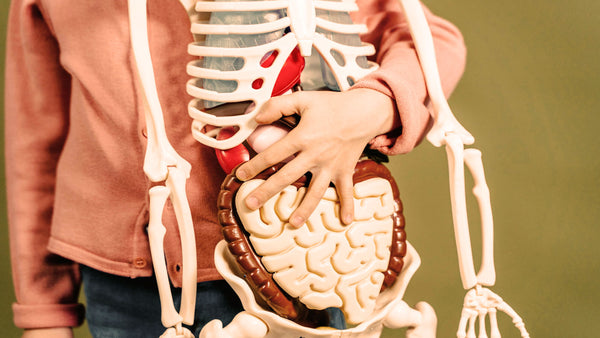LPS Endotoxemia: The Science of Gut Inflammation