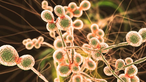 The Biological Link Between Candida Overgrowth and Leaky Gut