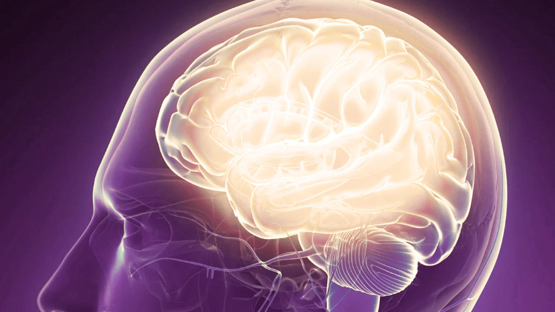 The Hidden Dangers of BCM-7 in Neurodevelopmental Disorders