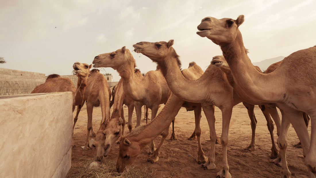 Why Is Camel Milk Healthy & Where To Buy Camel Milk Online