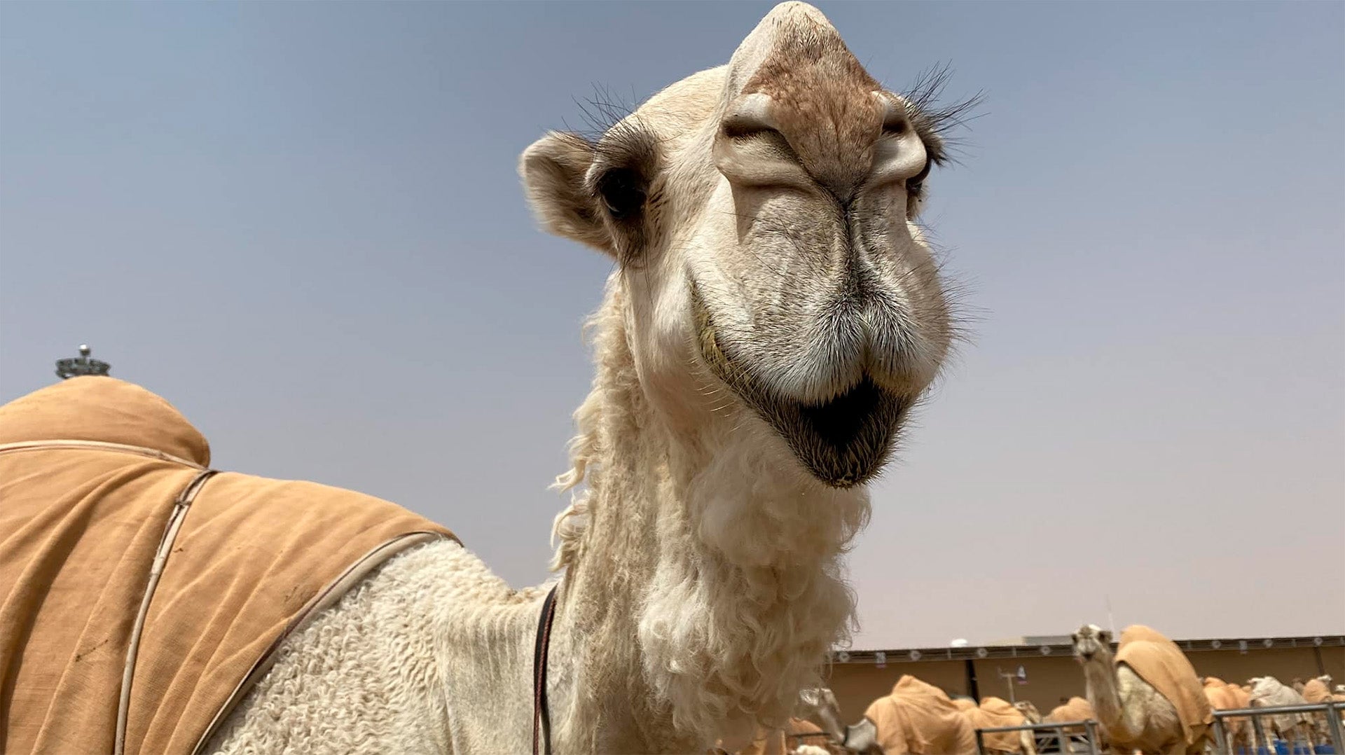 Our Camel Farm