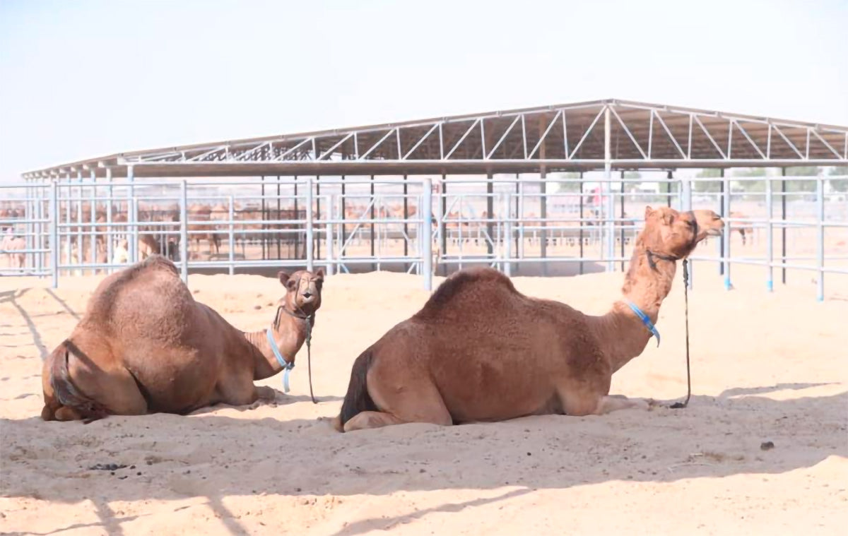 Contact CamelWay - Camel milk producers