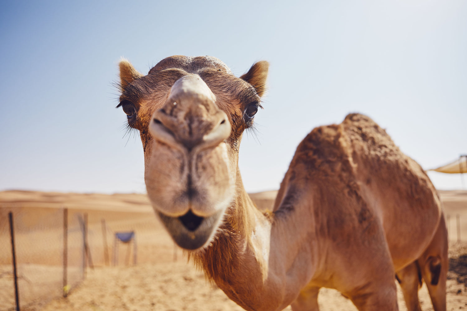 Camel smiling with camel milk